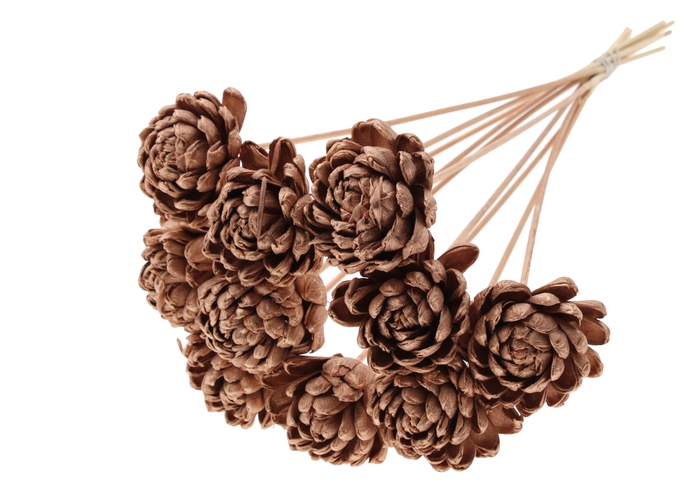 Shola New Beauty Rose Ø8cm on stem Copper