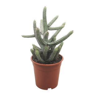 Euphorbia baioensis
