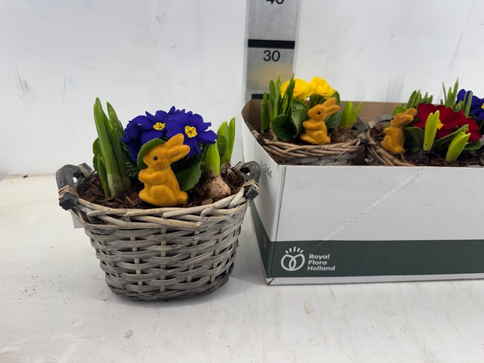 <h4>ARR PL IN SCHAAL</h4>