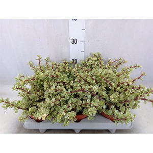 Portulacaria afra 'Variegata'