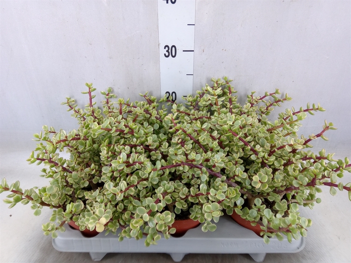 <h4>Portulacaria afra 'Variegata'</h4>