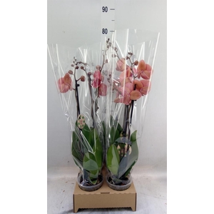 Phalaenopsis   ...