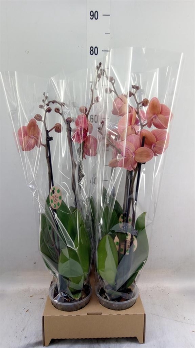 <h4>Phalaenopsis   ...</h4>