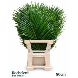 PHOENIX ROEBELENI BS