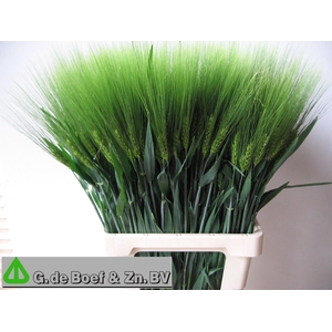 TRITICUM AESTIVUM