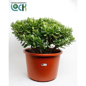 Crassula Argentea Ovata