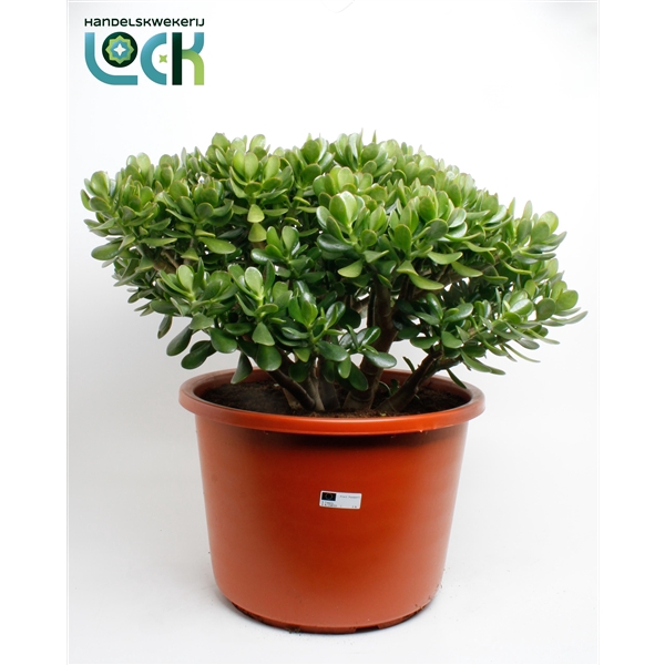 <h4>Crassula Argentea Ovata</h4>