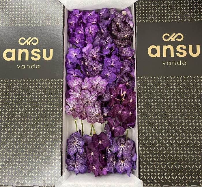 <h4>Vanda Purple Mix X16</h4>