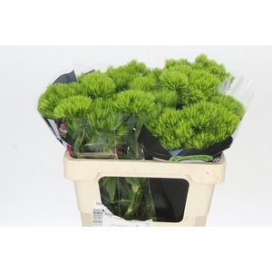 Dianthus Br Kiwi Mellow