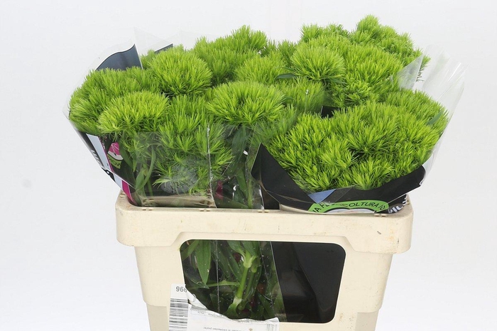 <h4>Dianthus Br Kiwi Mellow</h4>