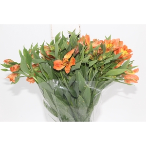 ALST. ORANGE QUEEN 070 CM
