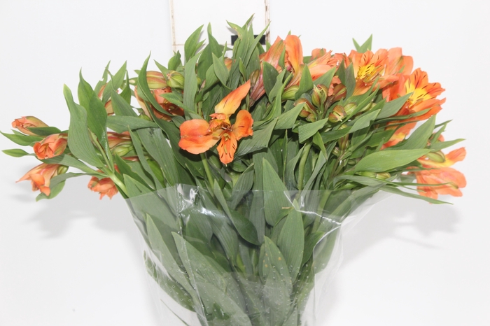 <h4>ALST. ORANGE QUEEN 070 CM</h4>