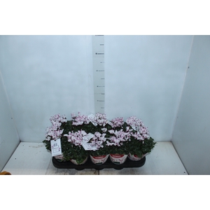 CYCLAMEN ABSOLU DE MOREL P11