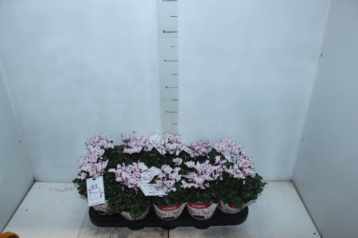 <h4>CYCLAMEN ABSOLU DE MOREL P11</h4>
