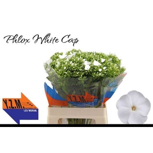 PHLOX P WHITECAP