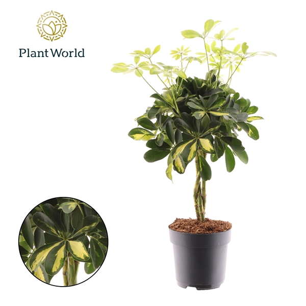 <h4>Schefflera Gold Capella Vlecht</h4>