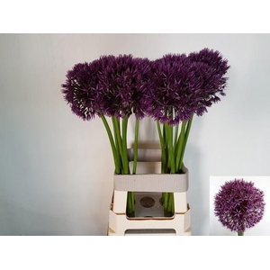 ALLIUM GROOTBLOEMIG