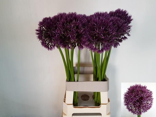 <h4>ALLIUM GROOTBLOEMIG</h4>