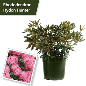 Rhododendron (Y) 'Hydon Hunter'