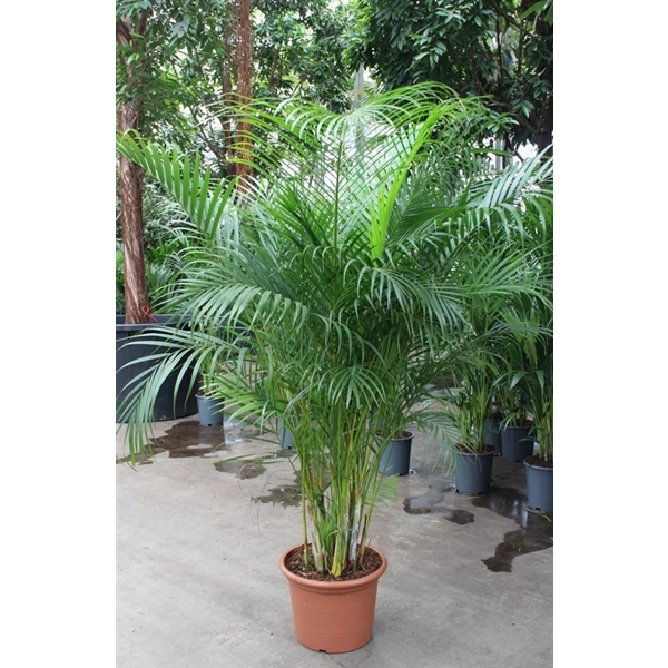 <h4>Chrysalidocarpus lutescens overig</h4>