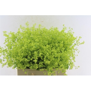 Alchemilla M Robustica