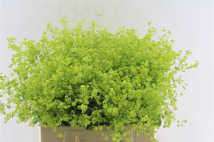 <h4>Alchemilla M Robustica</h4>