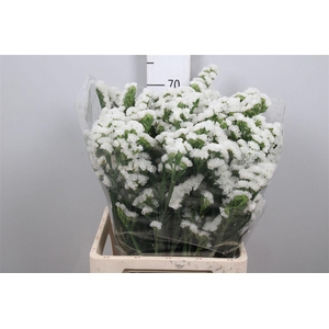 Lim S White Starl Wings