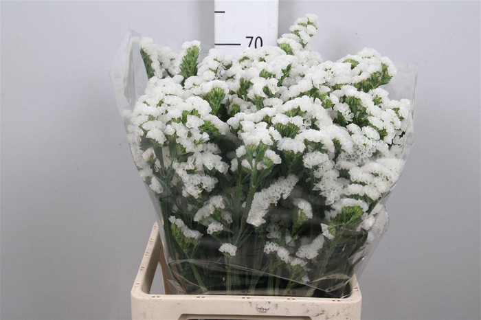 <h4>Lim S White Starl Wings</h4>