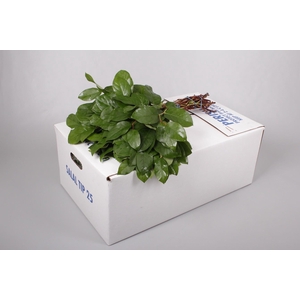 SALAL TIPS BROWN BOX