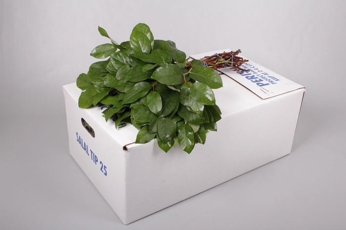 SALAL TIPS BROWN BOX