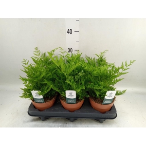 Pteris straminea
