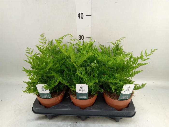 <h4>Pteris straminea</h4>