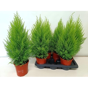 Cupressus macr. Goldcrest Wilma