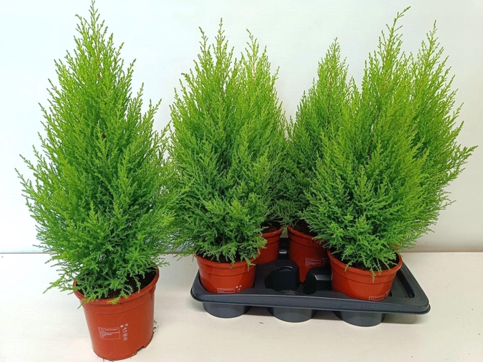 <h4>Cupressus macr. Goldcrest Wilma</h4>