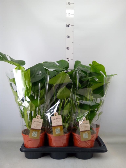 <h4>Monstera delic.</h4>