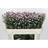 Aster Baby Pink Pearl