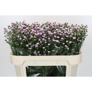 Aster Baby Pink Pearl