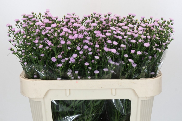 <h4>Aster Baby Pink Pearl</h4>