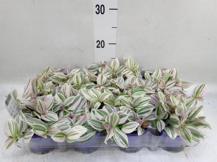 <h4>Tradescantia ...</h4>