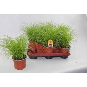 Cyperus alternifolius 'Zumula'