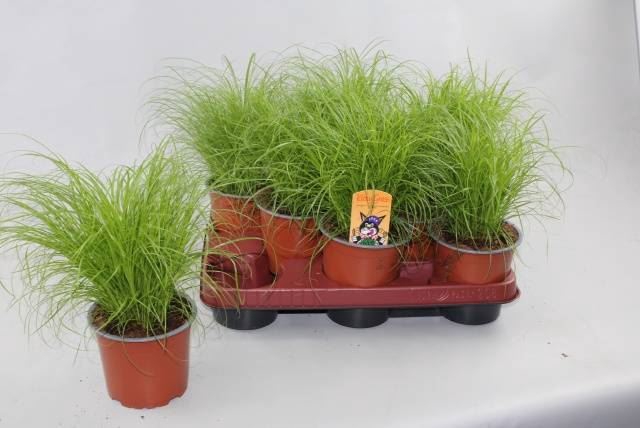 <h4>Cyperus alternifolius 'Zumula'</h4>