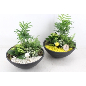 arr2 PL - Ebbischaal L - geel/wit