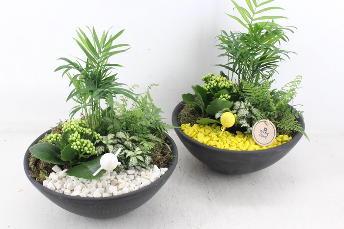 <h4>arr2 PL - Ebbischaal L - geel/wit</h4>