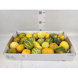 Cucurbita pepo 'Hard Warties' ..mix
