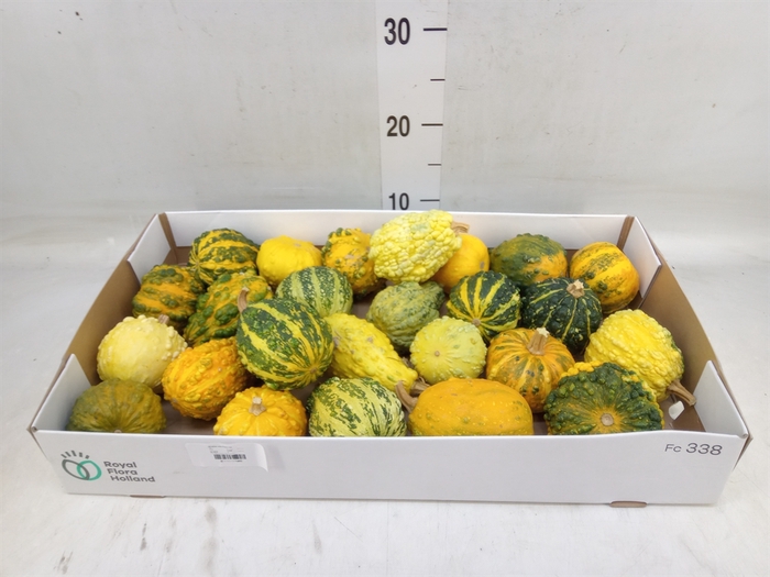 <h4>Cucurbita pepo 'Hard Warties' ..mix</h4>