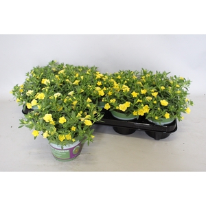 Calibrachoa Double Yellow