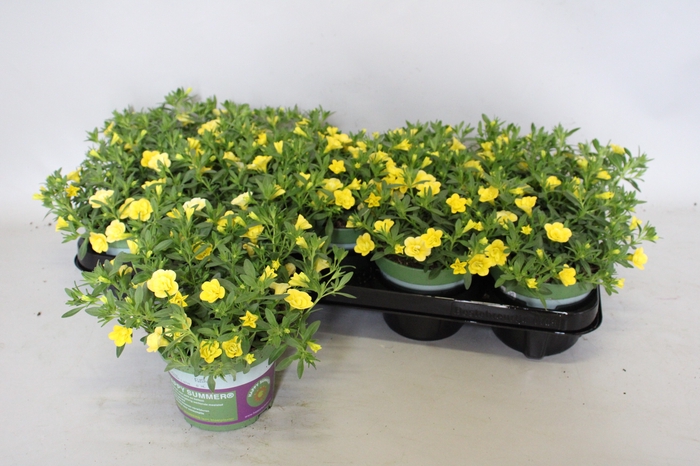 <h4>Calibrachoa Double Yellow</h4>