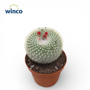 Notocactus Haselbergii (Flowering)