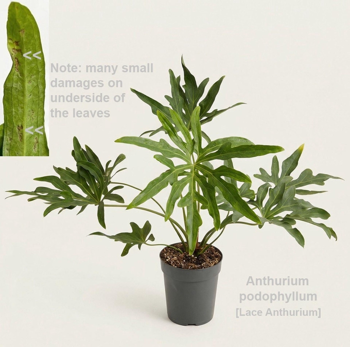 <h4>Overig planten</h4>