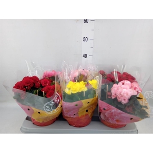 Begonia elat. DU   ...mix